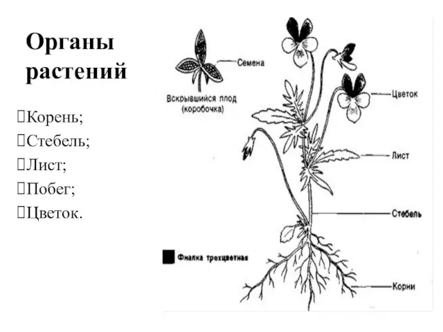 Органы растений Корень; Стебель; Лист; Побег; Цветок.