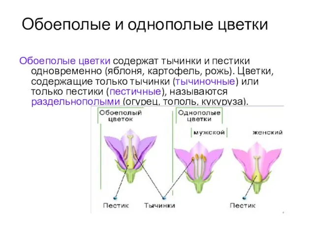 Обоеполые и однополые цветки Обоеполые цветки содержат тычинки и пестики одновременно