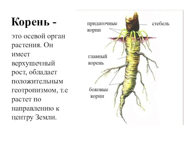 Корень - это осевой орган растения. Он имеет верхушечный рост, обладает