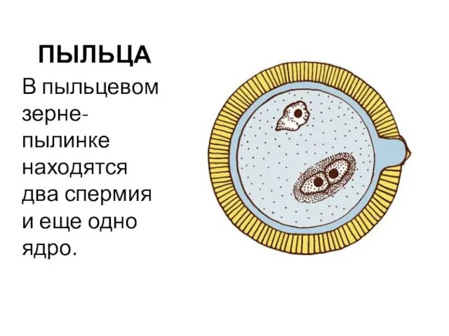 ПЫЛЬЦА В пыльцевом зерне-пылинке находятся два спермия и еще одно ядро.