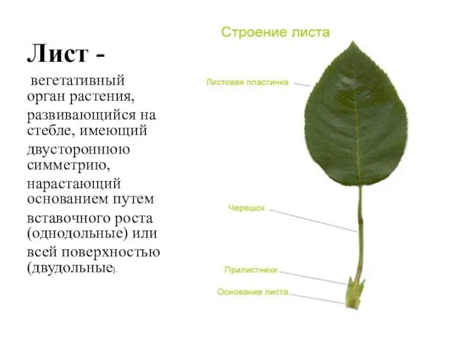 Лист - вегетативный орган растения, развивающийся на стебле, имеющий двустороннюю симметрию,