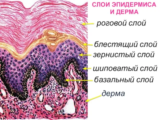роговой слой блестящий слой шиповатый слой базальный слой дерма СЛОИ ЭПИДЕРМИСА И ДЕРМА зернистый слой