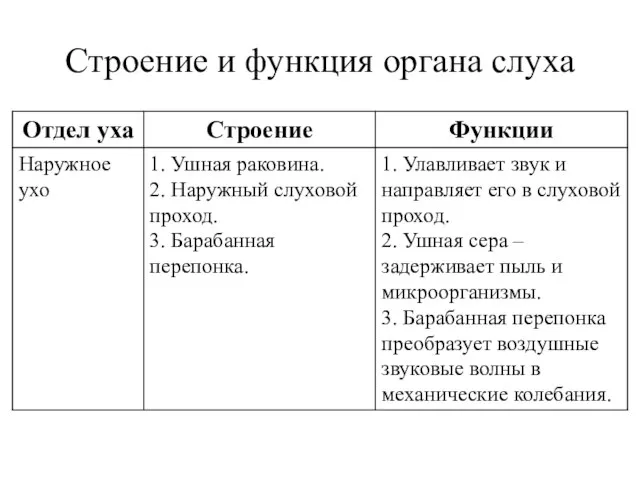 Строение и функция органа слуха