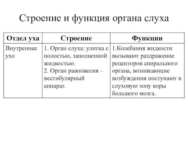 Строение и функция органа слуха