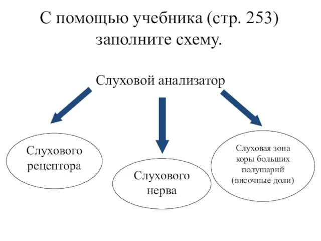 С помощью учебника (стр. 253) заполните схему. Слуховой анализатор Слухового рецептора