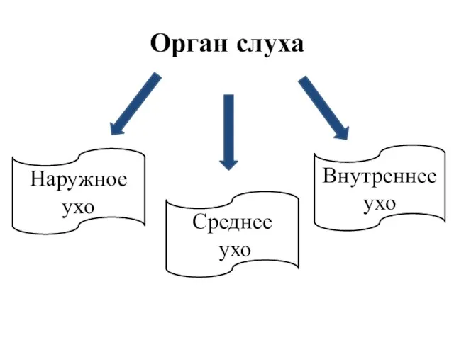 Орган слуха Наружное ухо Среднее ухо Внутреннее ухо