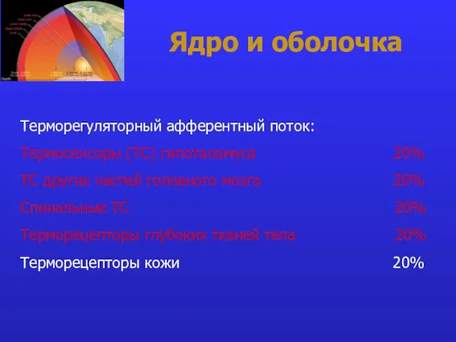 Ядро и оболочка Терморегуляторный афферентный поток: Термосенсоры (ТС) гипоталамуса 20% ТС