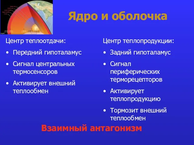 Ядро и оболочка Взаимный антагонизм Центр теплопродукции: Задний гипоталамус Сигнал периферических