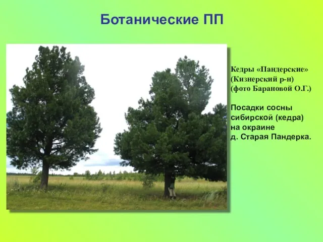 Ботанические ПП Кедры «Пандерские» (Кизнерский р-н) (фото Барановой О.Г.) Посадки сосны