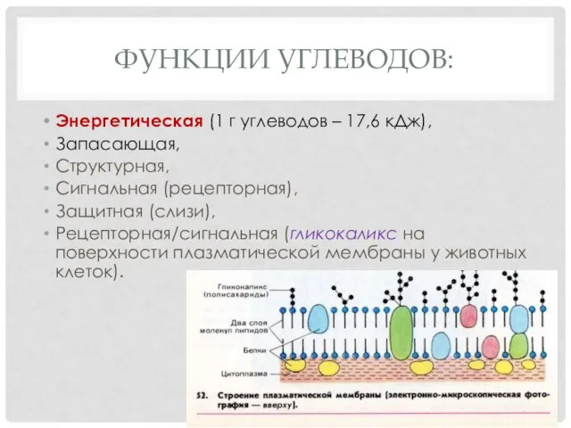 ФУНКЦИИ УГЛЕВОДОВ: Энергетическая (1 г углеводов – 17,6 кДж), Запасающая, Структурная,