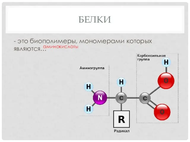 БЕЛКИ - это биополимеры, мономерами которых являются… аминокислоты