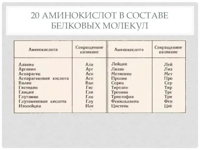 20 АМИНОКИСЛОТ В СОСТАВЕ БЕЛКОВЫХ МОЛЕКУЛ