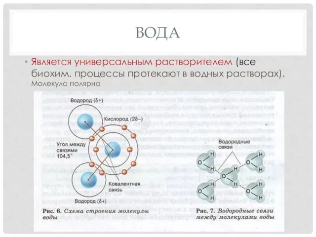 ВОДА Является универсальным растворителем (все биохим. процессы протекают в водных растворах). Молекула полярна