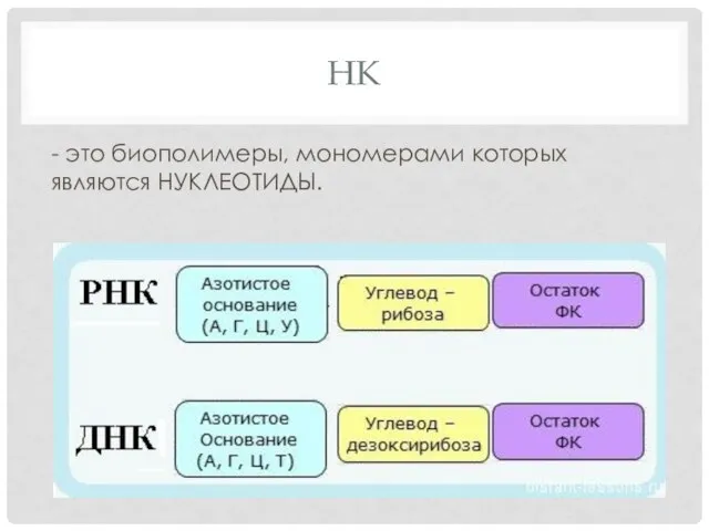 НК - это биополимеры, мономерами которых являются НУКЛЕОТИДЫ.