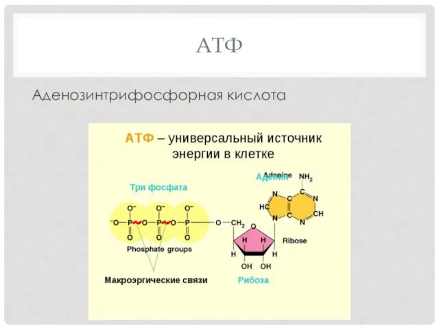 АТФ Аденозинтрифосфорная кислота