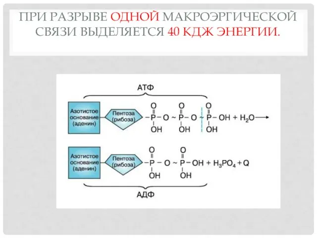 ПРИ РАЗРЫВЕ ОДНОЙ МАКРОЭРГИЧЕСКОЙ СВЯЗИ ВЫДЕЛЯЕТСЯ 40 КДЖ ЭНЕРГИИ.