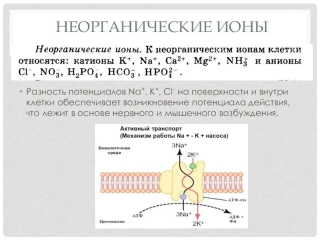 НЕОРГАНИЧЕСКИЕ ИОНЫ Разность потенциалов Na+, K+, Cl- на поверхности и внутри