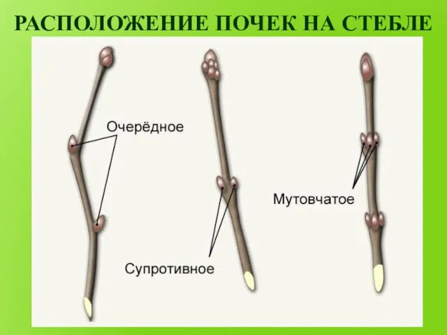 РАСПОЛОЖЕНИЕ ПОЧЕК НА СТЕБЛЕ