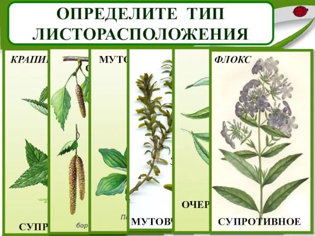 ОПРЕДЕЛИТЕ ТИП ЛИСТОРАСПОЛОЖЕНИЯ СУПРОТИВНОЕ ОЧЕРЁДНОЕ МУТОВЧАТОЕ МУТОВЧАТОЕ ОЧЕРЁДНОЕ СУПРОТИВНОЕ