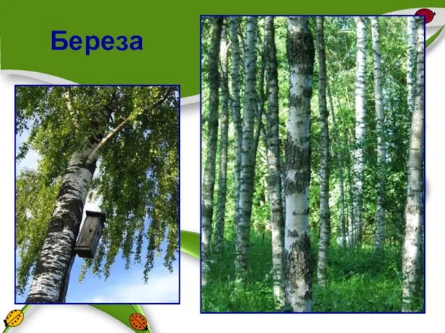 Береза