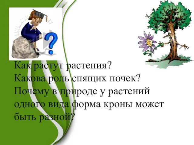 Как растут растения? Какова роль спящих почек? Почему в природе у