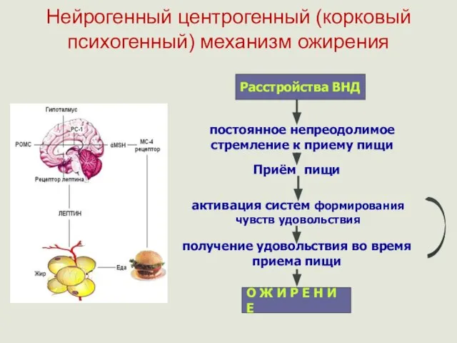 Нейрогенный центрогенный (корковый психогенный) механизм ожирения