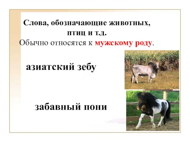 Слова, обозначающие животных, птиц и т.д. Обычно относятся к мужскому роду. азиатский зебу забавный пони