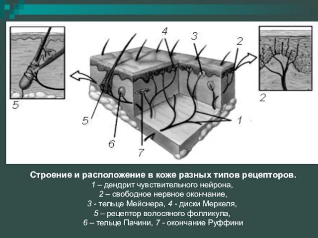 Строение и расположение в коже разных типов рецепторов. 1 – дендрит