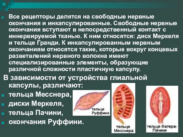 Все рецепторы делятся на свободные нервные окончания и инкапсулированные. Свободные нервные