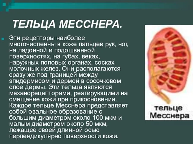 ТЕЛЬЦА МЕССНЕРА. Эти рецепторы наиболее многочисленны в коже пальцев рук, ног,