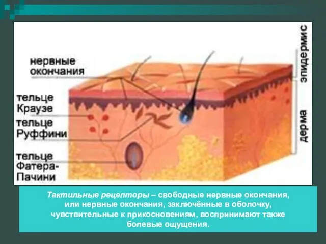 Тактильные рецепторы – свободные нервные окончания, или нервные окончания, заключённые в