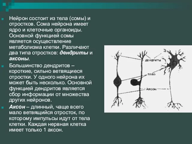 Нейрон состоит из тела (сомы) и отростков. Сома нейрона имеет ядро