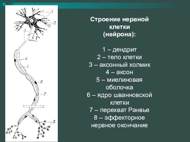 Строение нервной клетки (нейрона): 1 – дендрит 2 – тело клетки