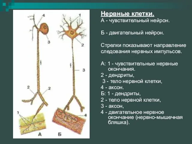 Нервные клетки. А - чувствительный нейрон. Б - двигательный нейрон. Стрелки