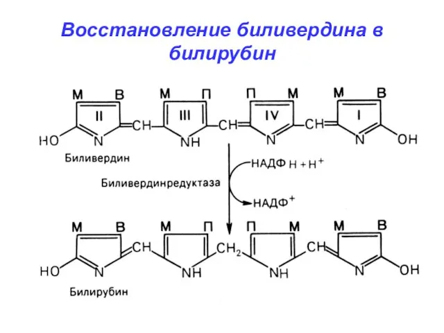 Восстановление биливердина в билирубин