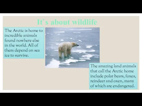 It`s about wildlife The Arctic is home to incredible animals found