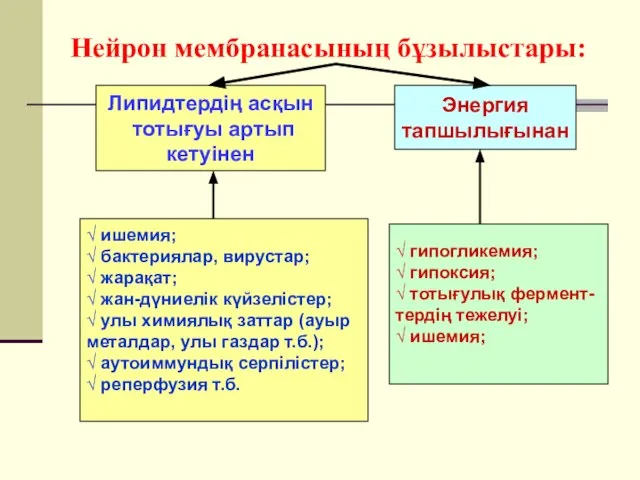 Нейрон мембранасының бұзылыстары: Липидтердің асқын тотығуы артып кетуінен Энергия тапшылығынан √