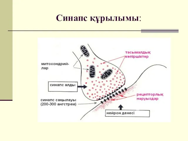 Синапс құрылымы: