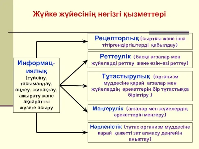 Рецепторлық (сыртқы және ішкі тітіргендіргіштерді қабылдау) Реттеулік (басқа ағзалар мен жүйелерді