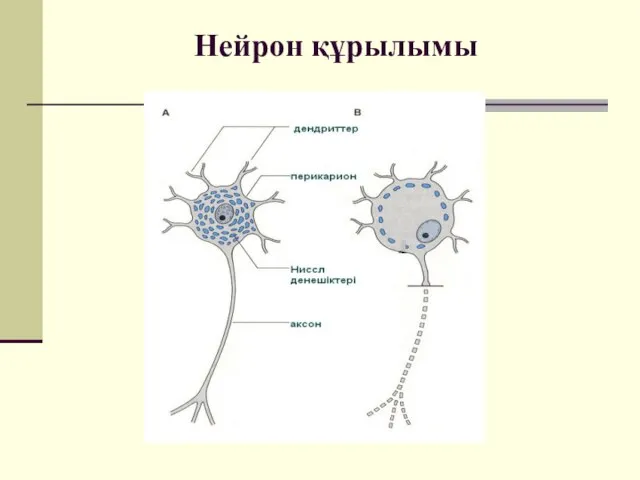 Нейрон құрылымы