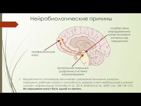 Нейробиологические причины голубое пятно (норадреналин)-центр внимания, контроль над поведением вентральная покрышка