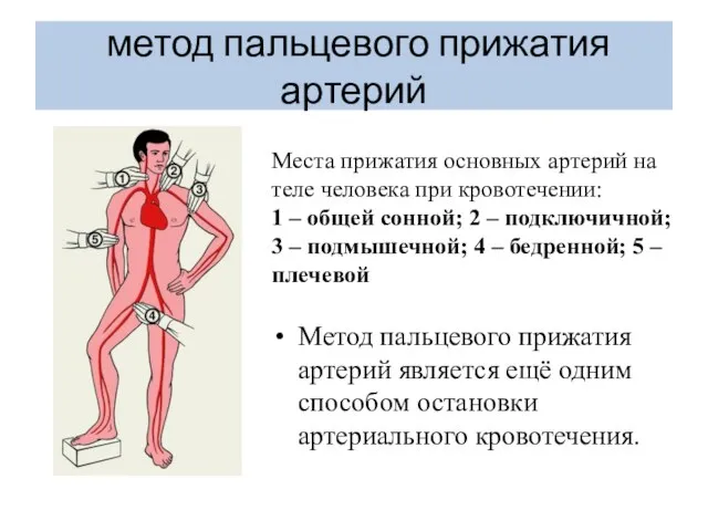 метод пальцевого прижатия артерий Места прижатия основных артерий на теле человека