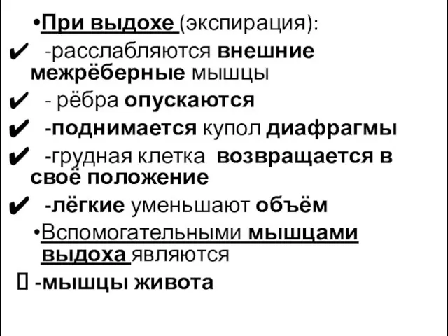 При выдохе (экспирация): -расслабляются внешние межрёберные мышцы - рёбра опускаются -поднимается