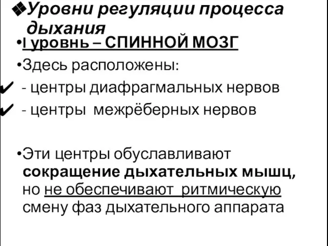 Уровни регуляции процесса дыхания I уровнь – СПИННОЙ МОЗГ Здесь расположены: