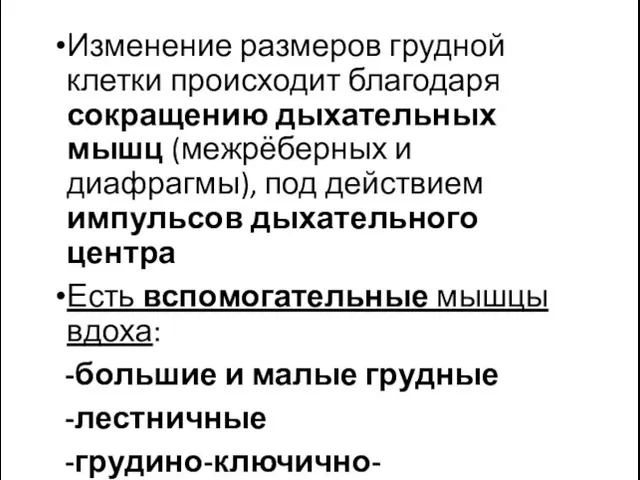 Изменение размеров грудной клетки происходит благодаря сокращению дыхательных мышц (межрёберных и