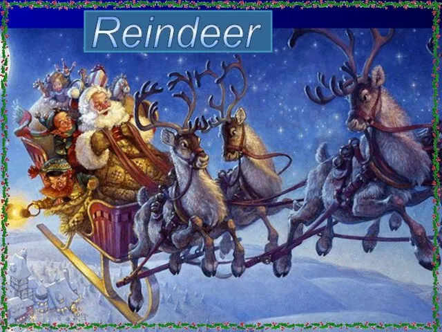 Reindeer