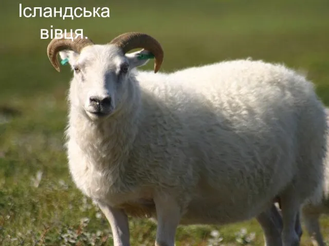 Ісландська вівця.