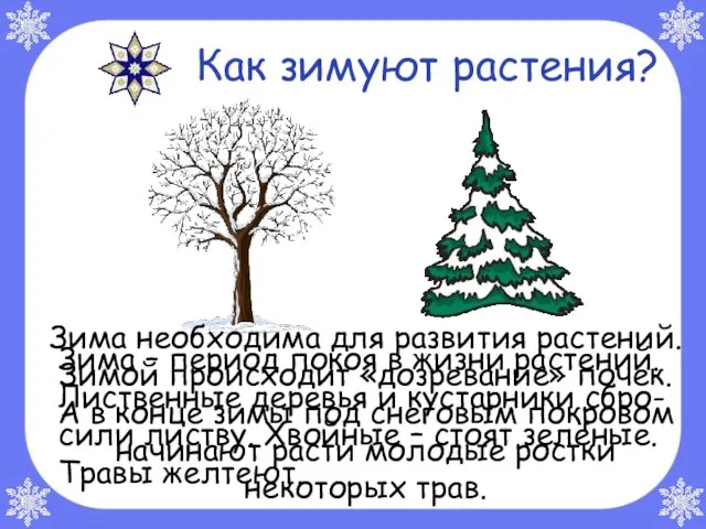 Зима необходима для развития растений. Зимой происходит «дозревание» почек. А в