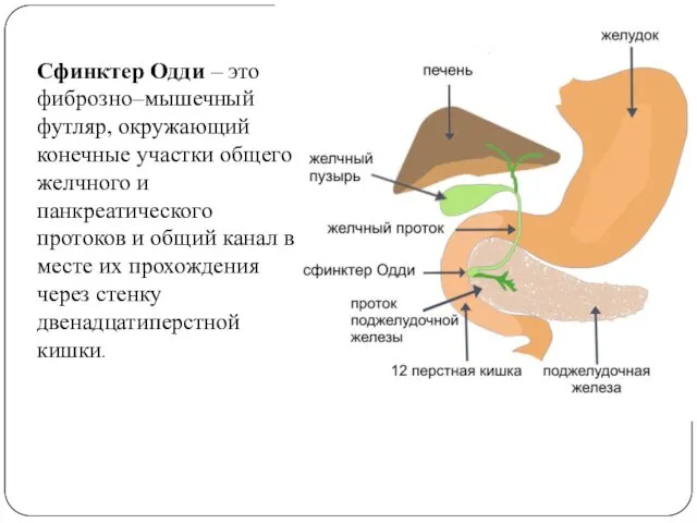 Сфинктер Одди – это фиброзно–мышечный футляр, окружающий конечные участки общего желчного