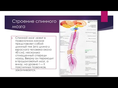 Строение спинного мозга Спинной мозг лежит в позвоночном канале представляет собой